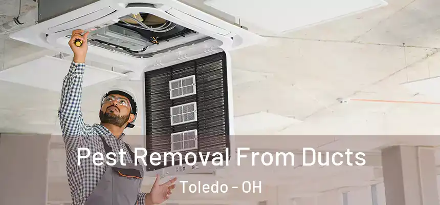 Pest Removal From Ducts Toledo - OH